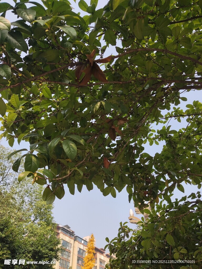 透过枝叶望远处景致