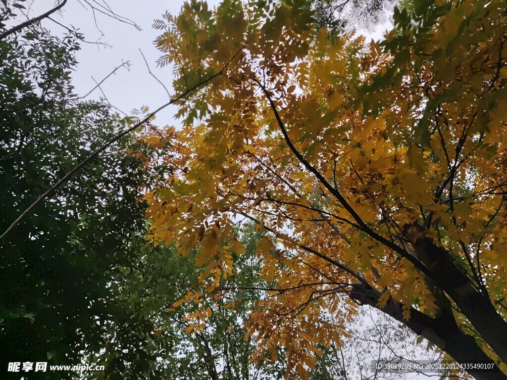 秋日金黄树叶的树梢景致