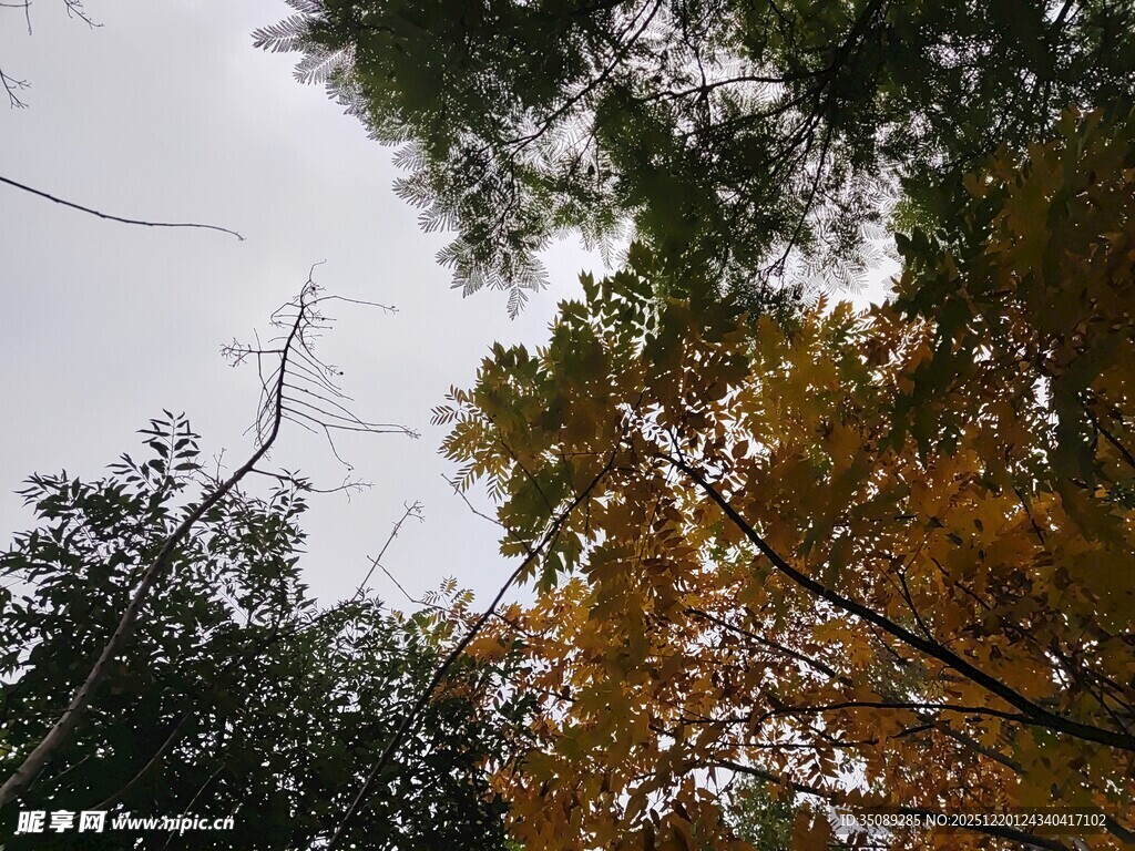 秋日树梢间的天空景致