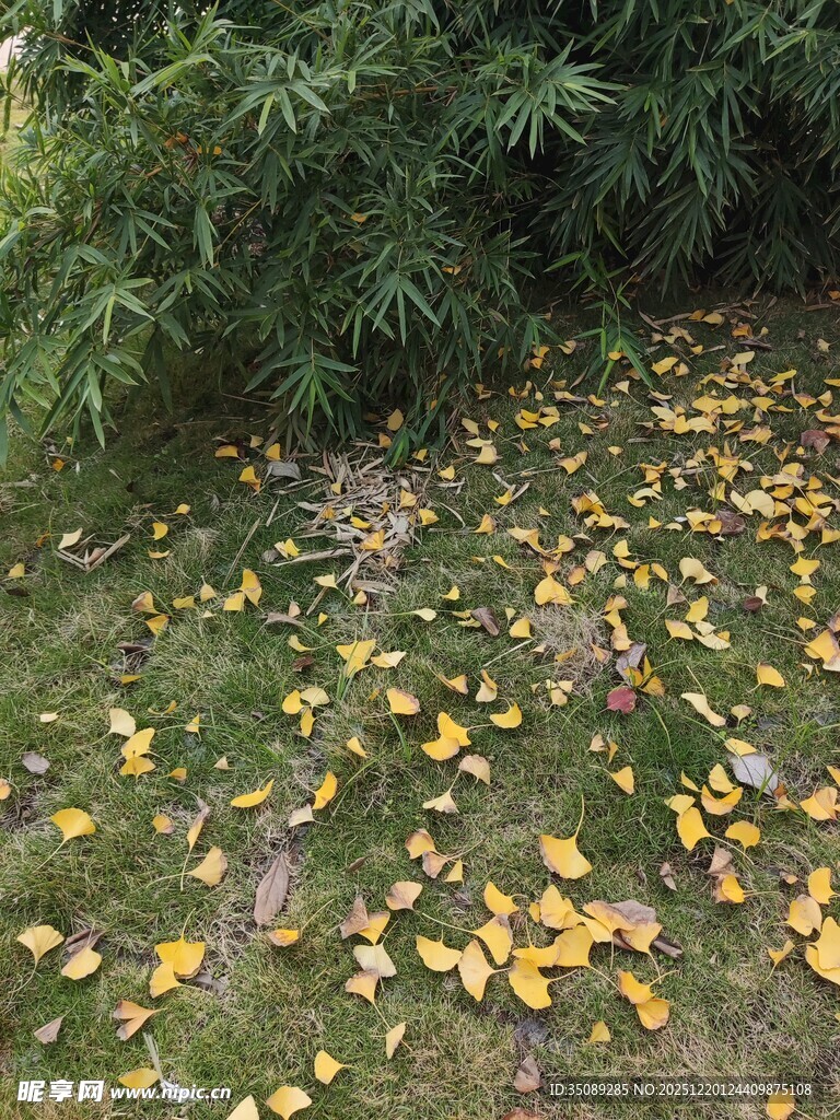 秋日草地落满金黄银杏叶