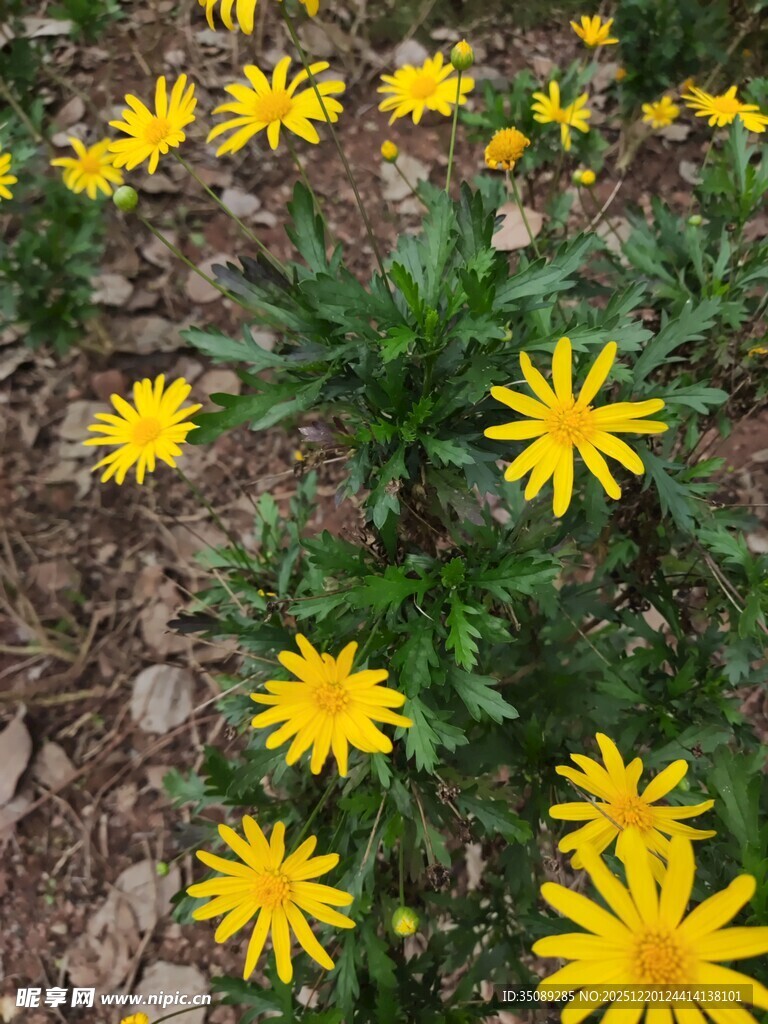 地上绽放的黄色小花