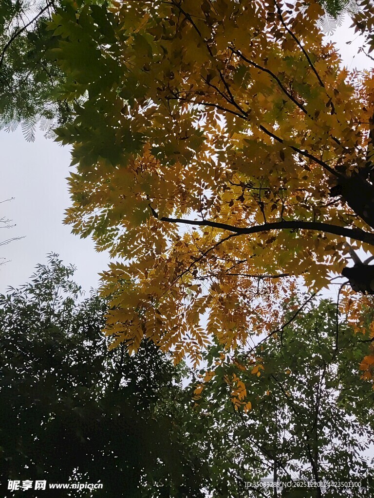 秋日金黄树冠景色