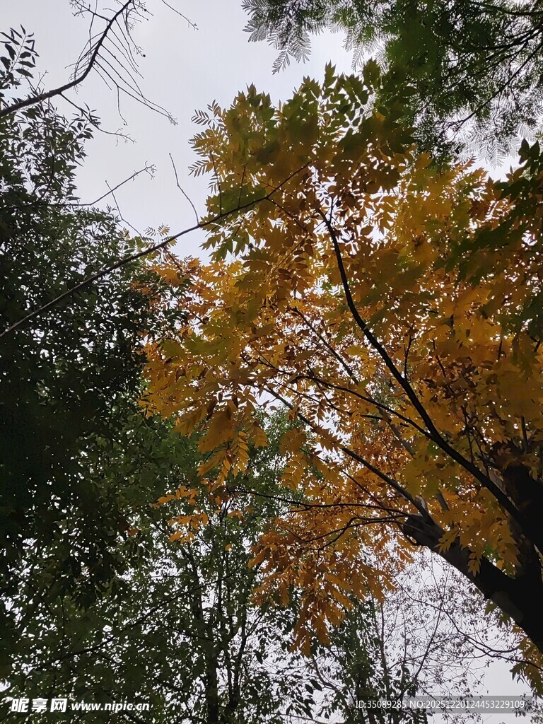 秋日树梢的斑斓景致