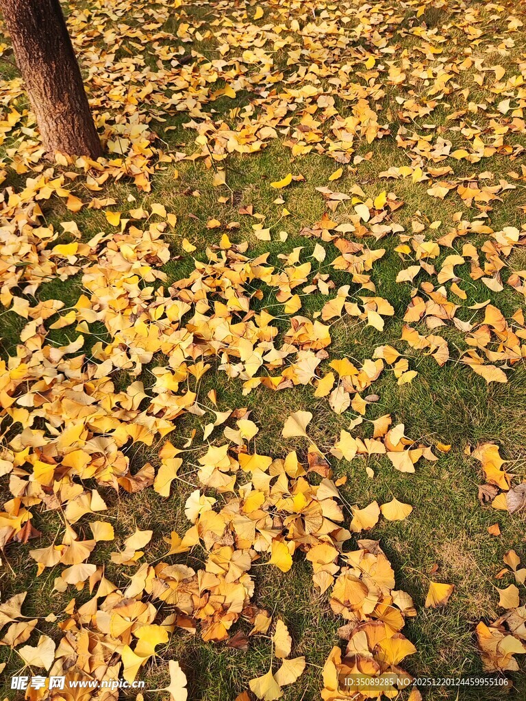 秋日落叶铺满地面景象
