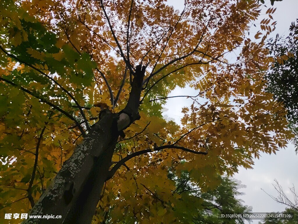 秋日斑斓树冠美景