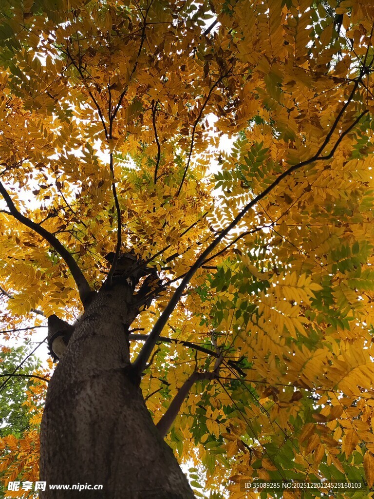 仰望秋日金黄繁茂大树
