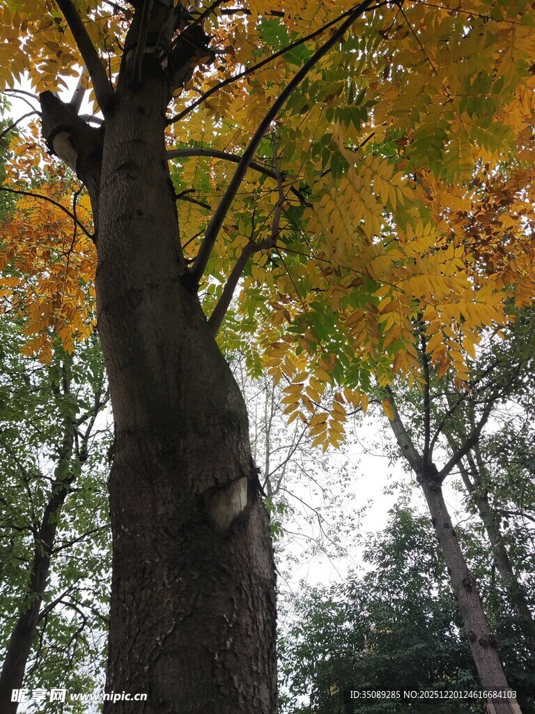 秋日挺拔大树斑斓树叶