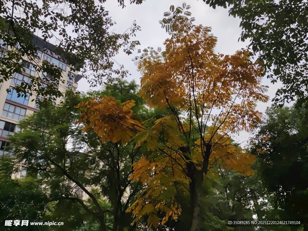 秋日公园斑斓树木景致