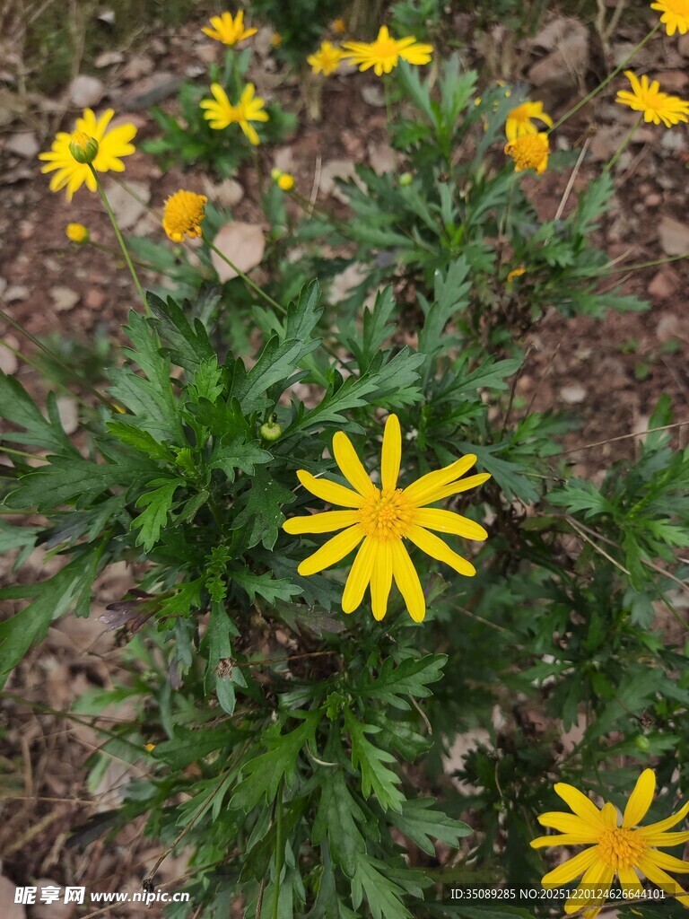 黄色小花绽放于绿地间