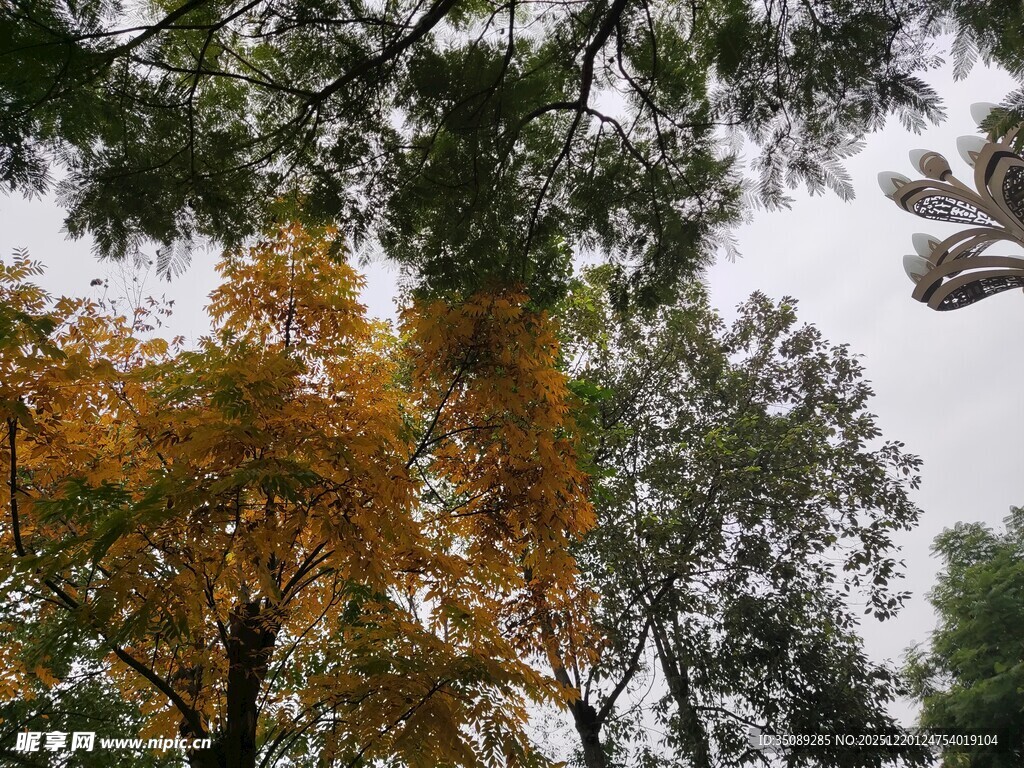 秋日林间斑斓树冠景色