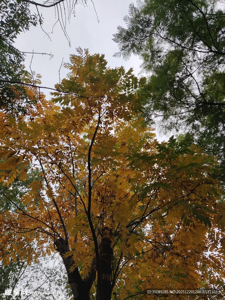 秋日金黄树木景致