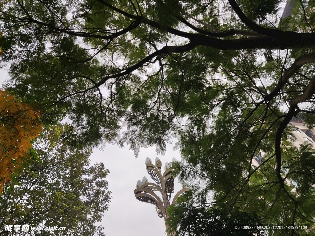 仰视繁茂树枝与天空