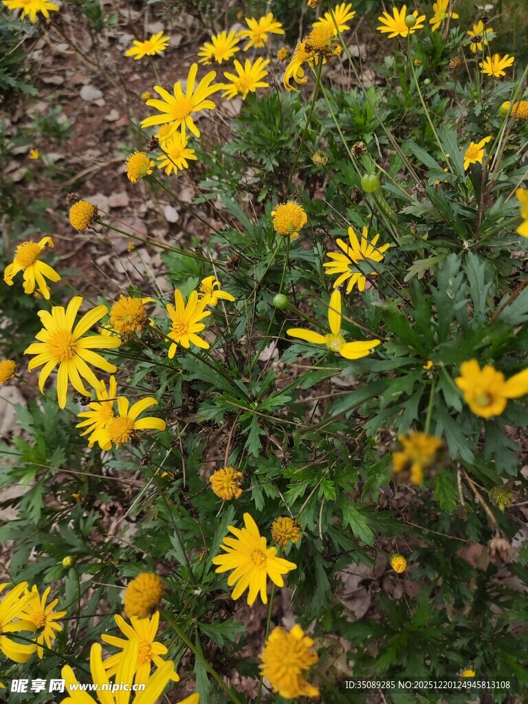 金黄灿烂的小菊花绽放