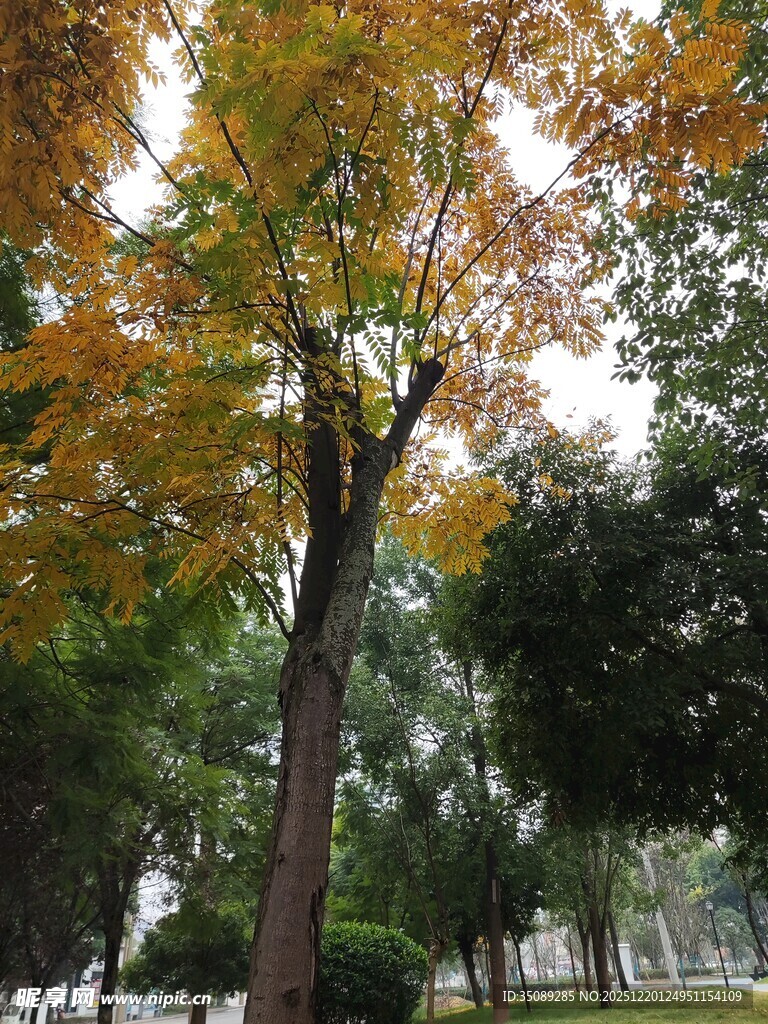 秋日公园中的斑斓树木