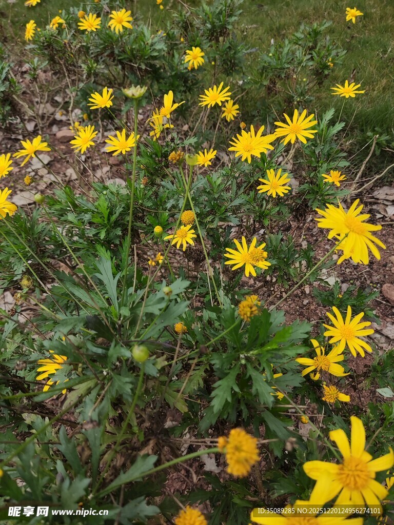 春日黄花绽放于草地