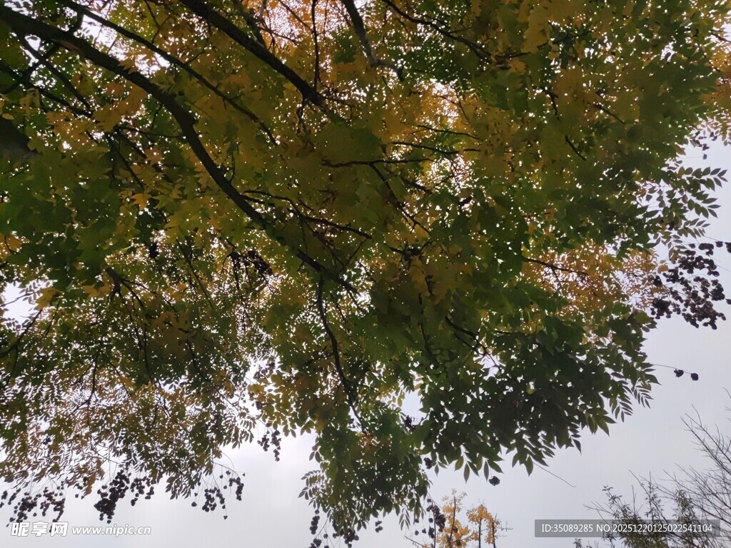 仰视秋日斑斓树梢