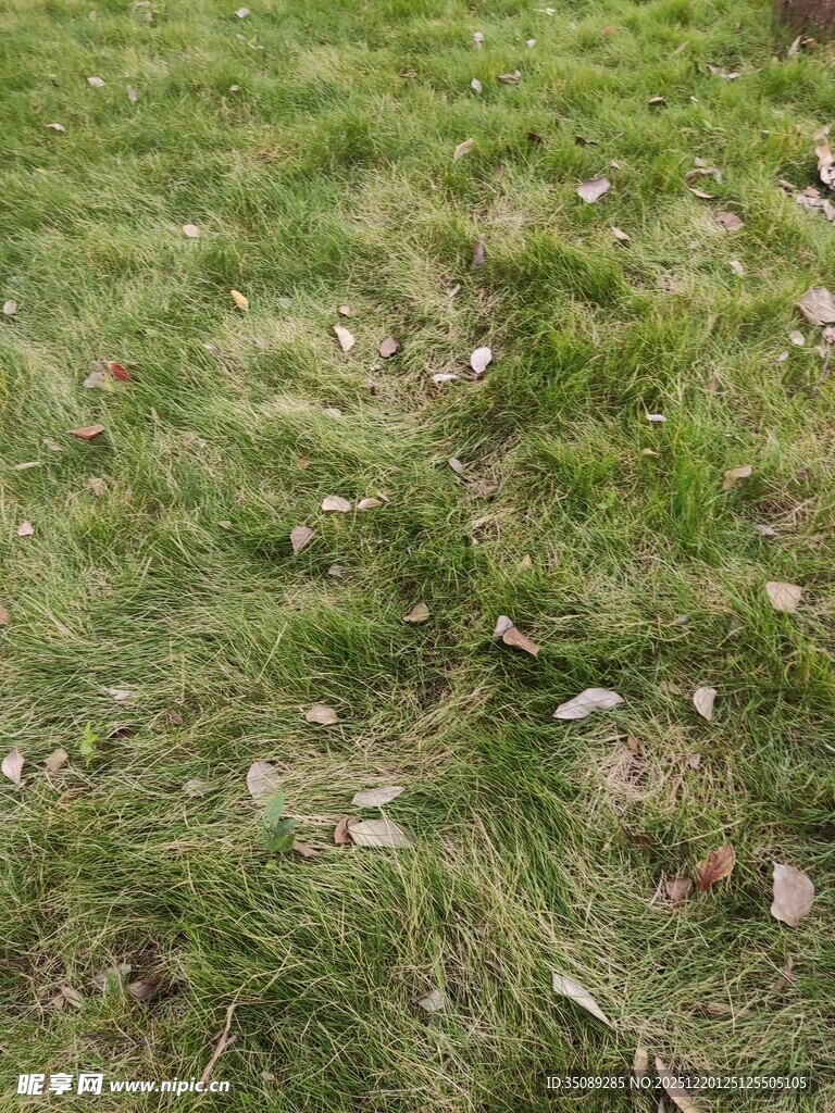 草地散落枯叶景象