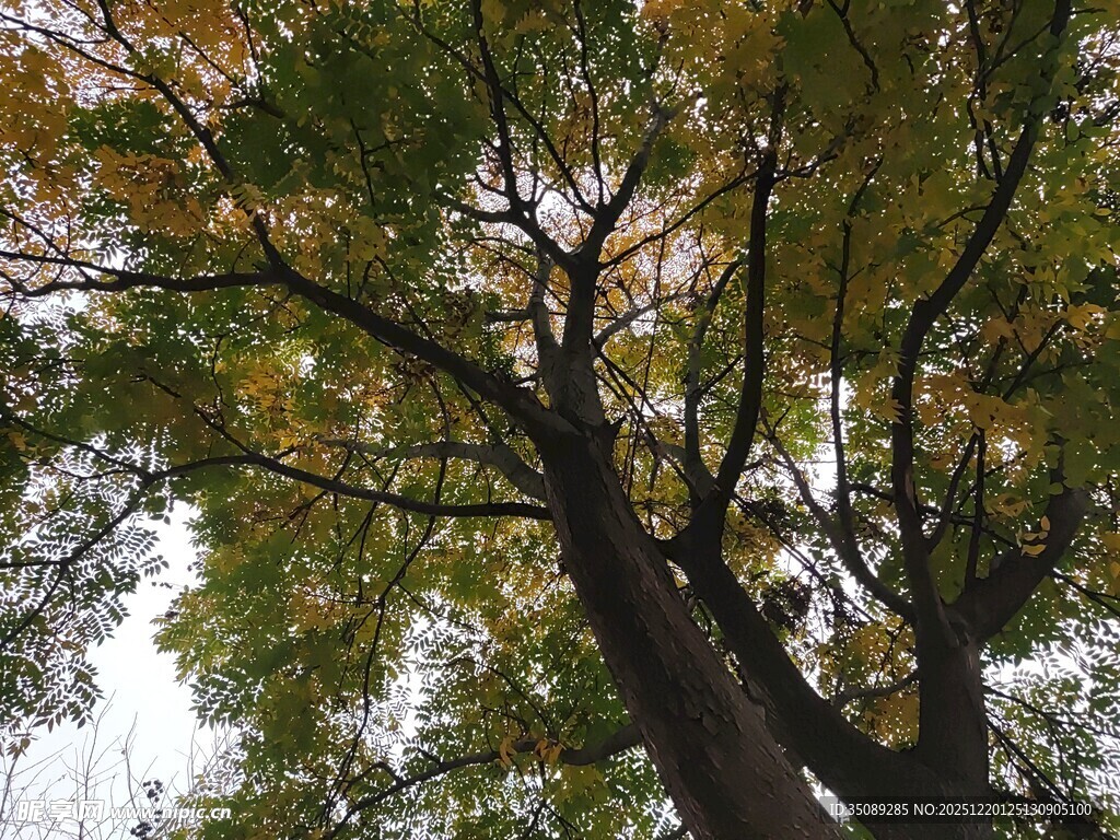 仰视秋日繁茂大树