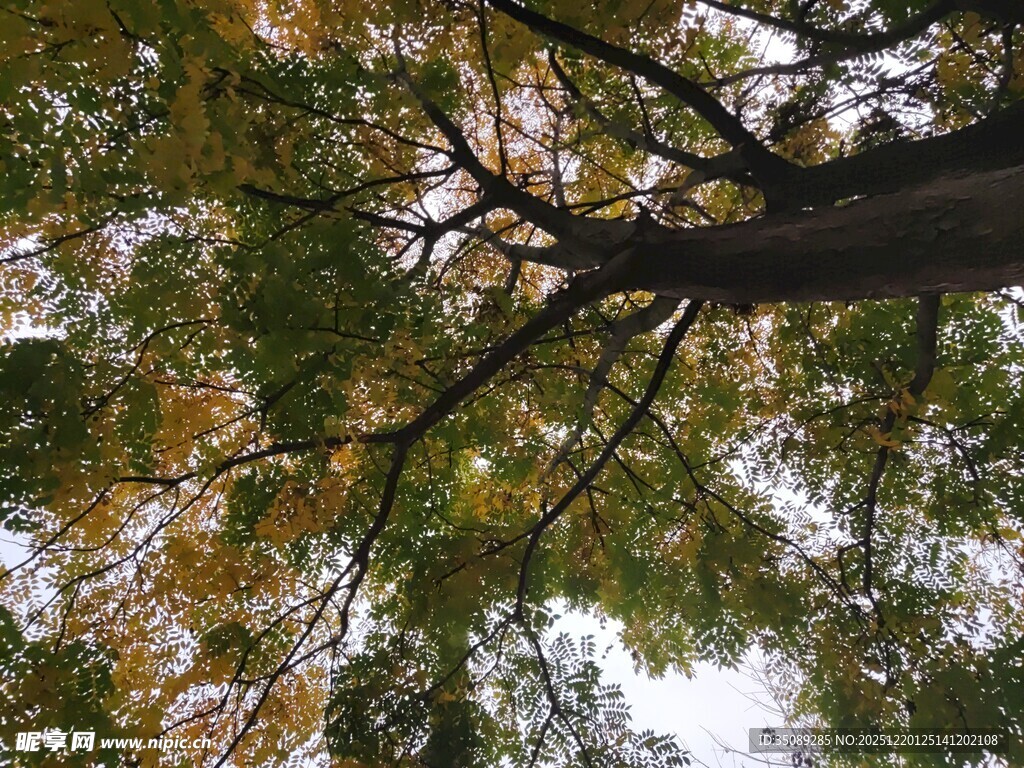 仰视繁茂树枝与斑斓树叶