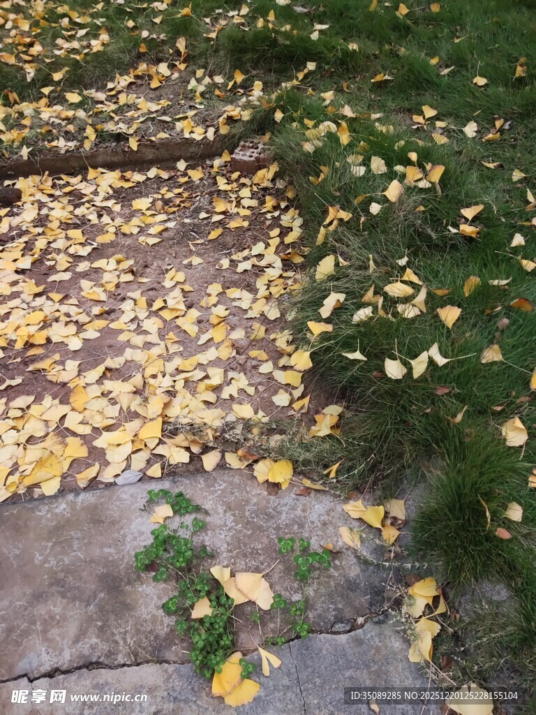 秋日小径落叶铺就诗意景