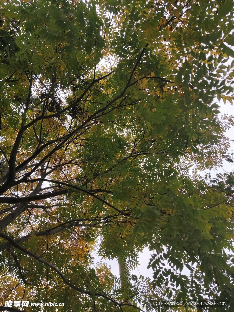 仰视繁茂树枝与斑驳光影