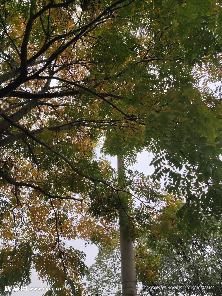 仰视秋日繁茂树木枝叶