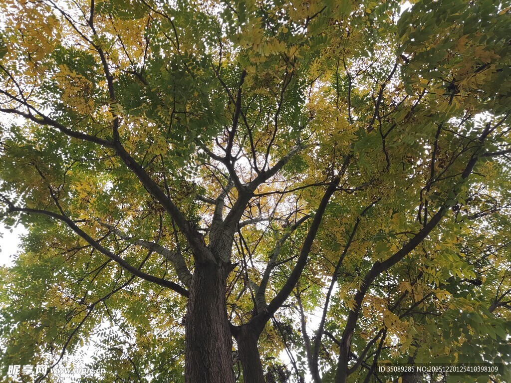 秋日繁茂大树