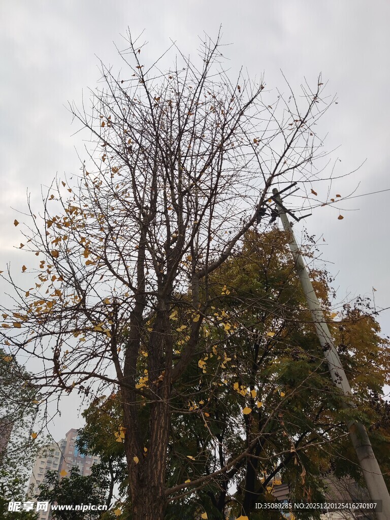 光秃树木与绿叶树木对比