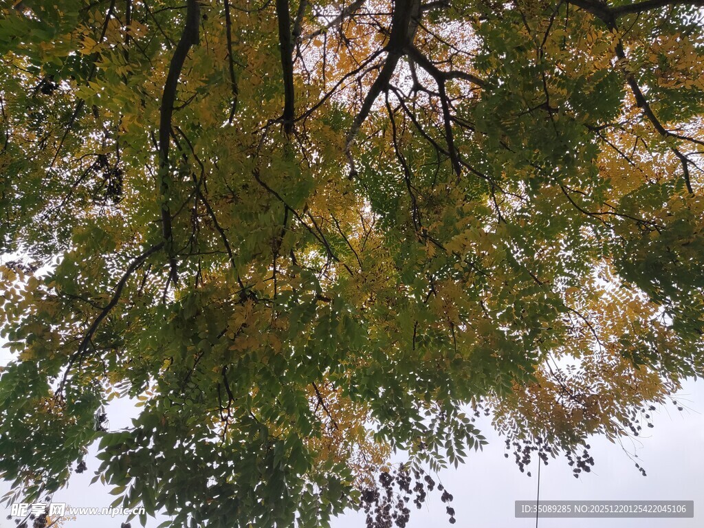 仰视秋日斑斓树叶