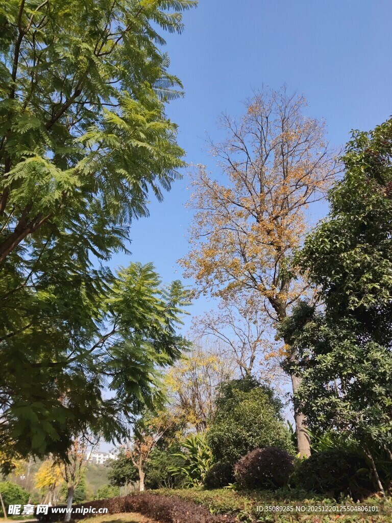 户外绿树蓝天景致