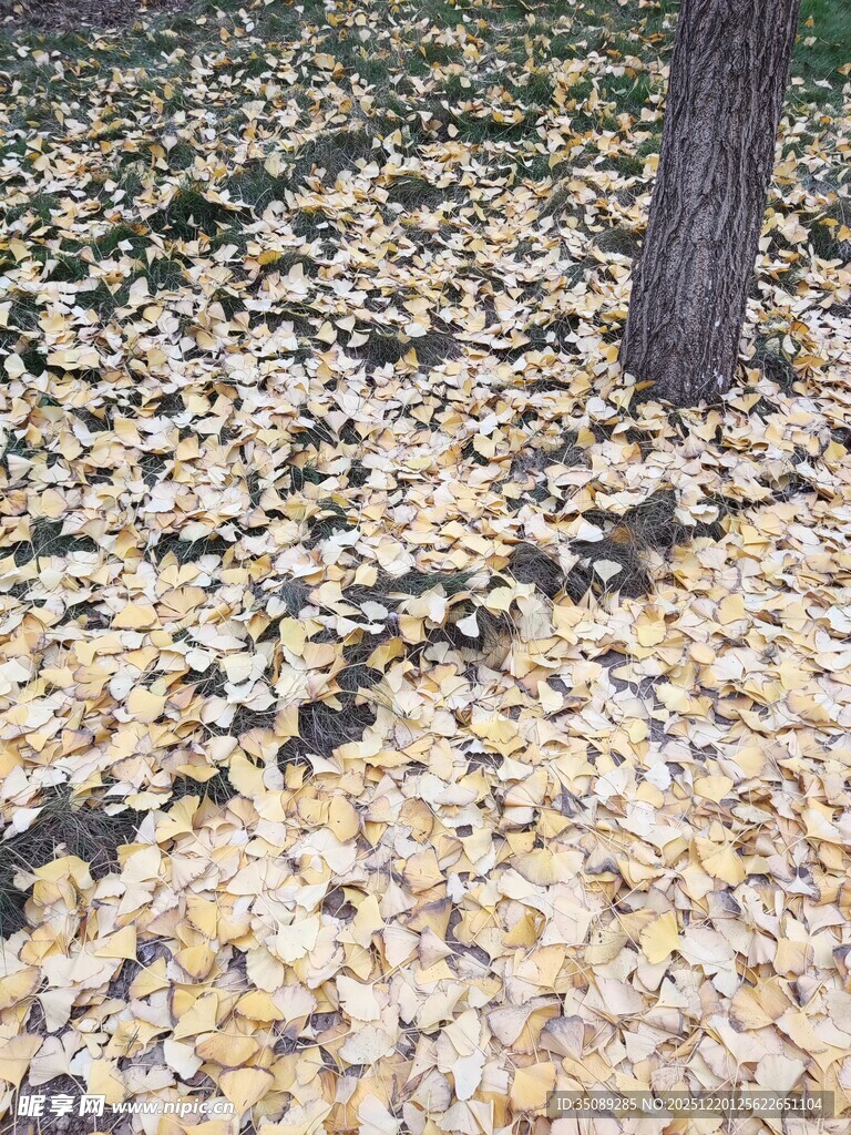 树下金黄落叶铺就美景