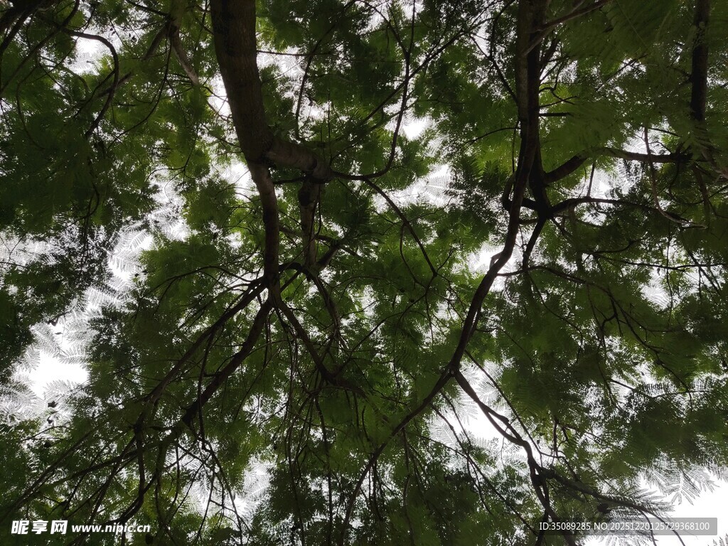 茂密枝叶间的天空一角