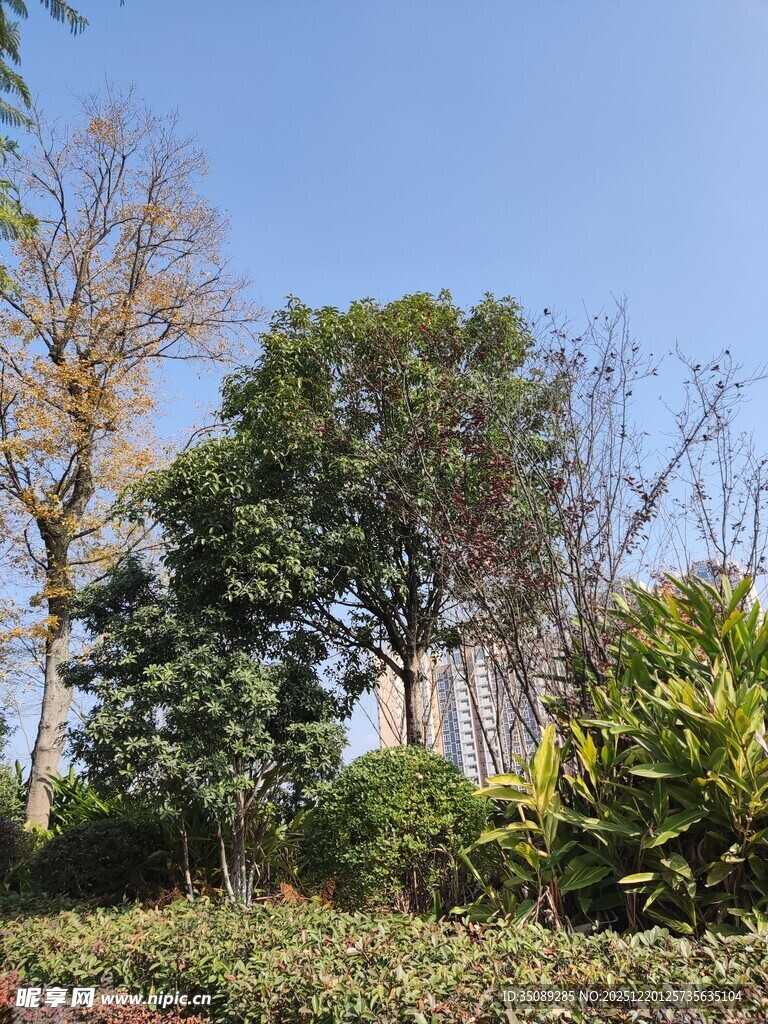 户外树林绿植风景图