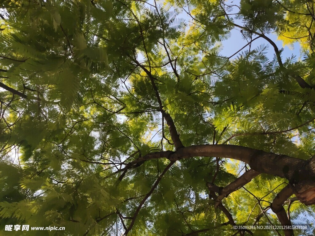 仰视翠绿繁茂的松树枝叶