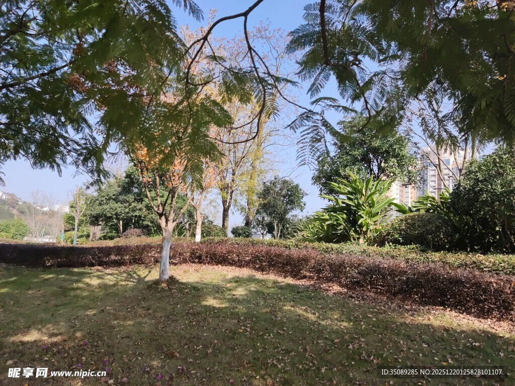 户外绿荫草地自然景致