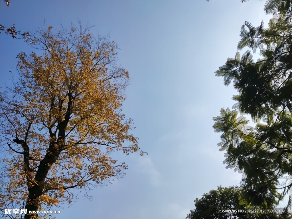 秋日蓝天旁的金黄树木