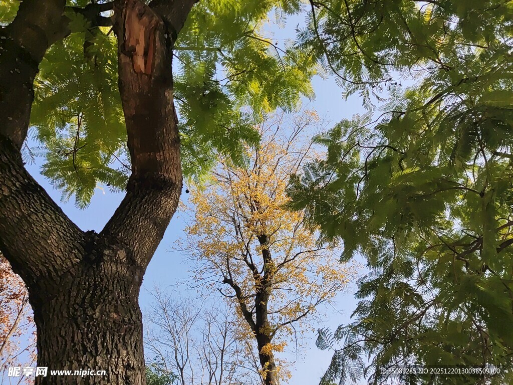 仰视粗壮树木与繁茂枝叶