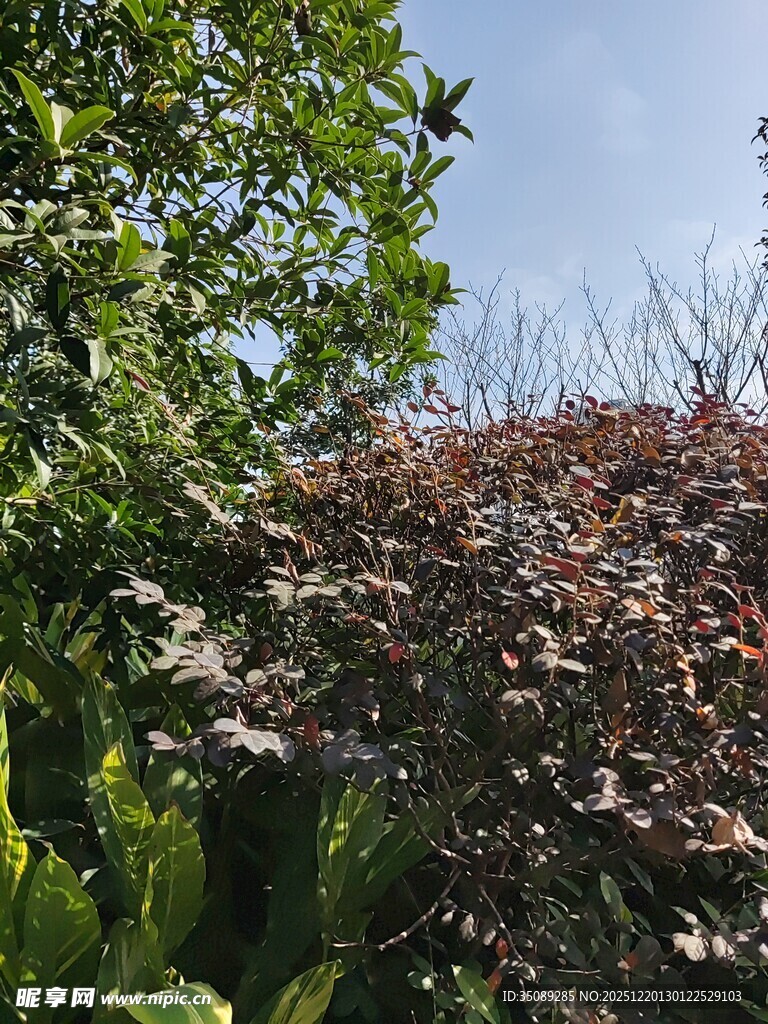 绿叶红枫相映成趣