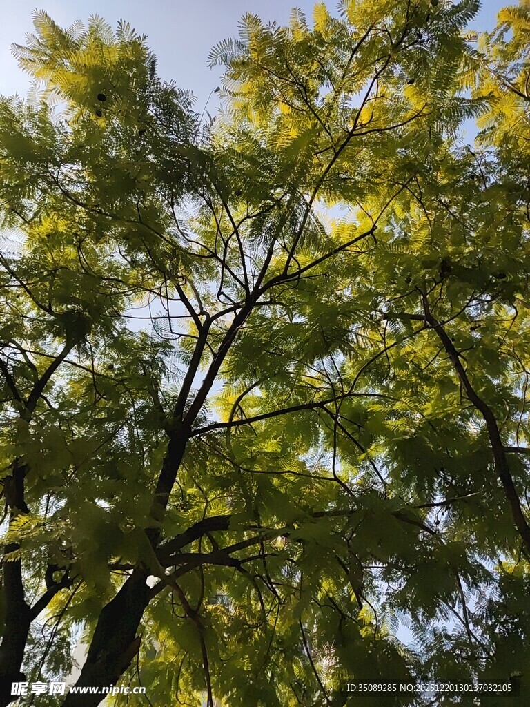 阳光下翠绿繁茂的树枝