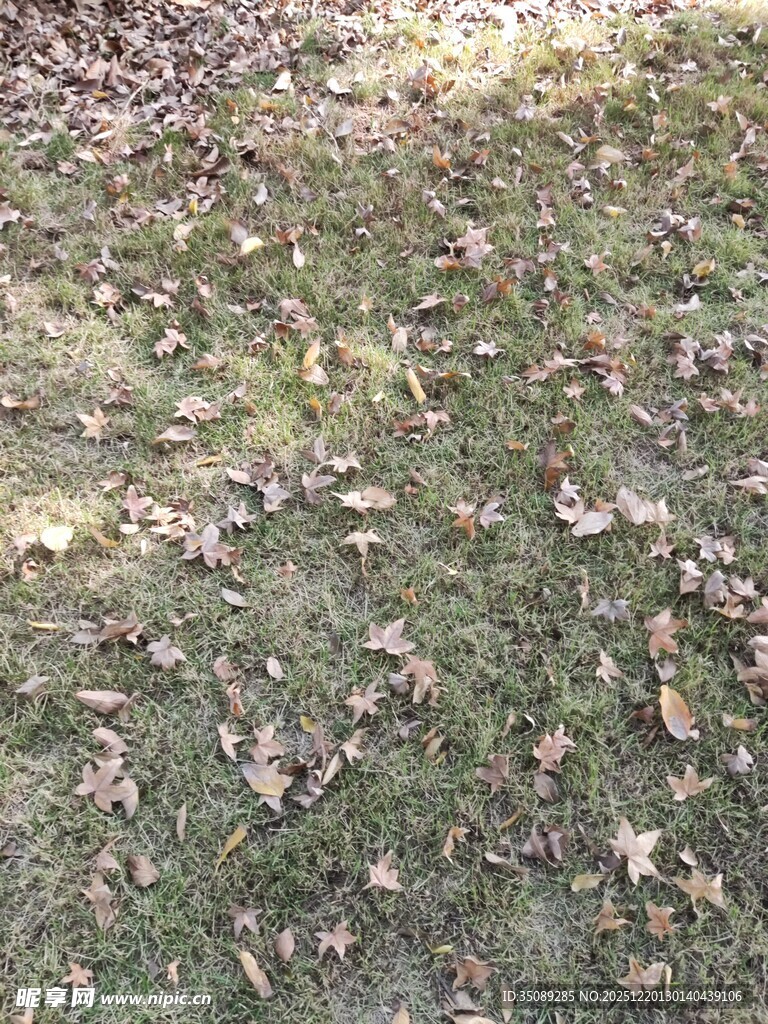 秋日草地落叶景象