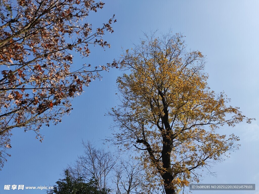 秋日树梢蓝天映衬美景