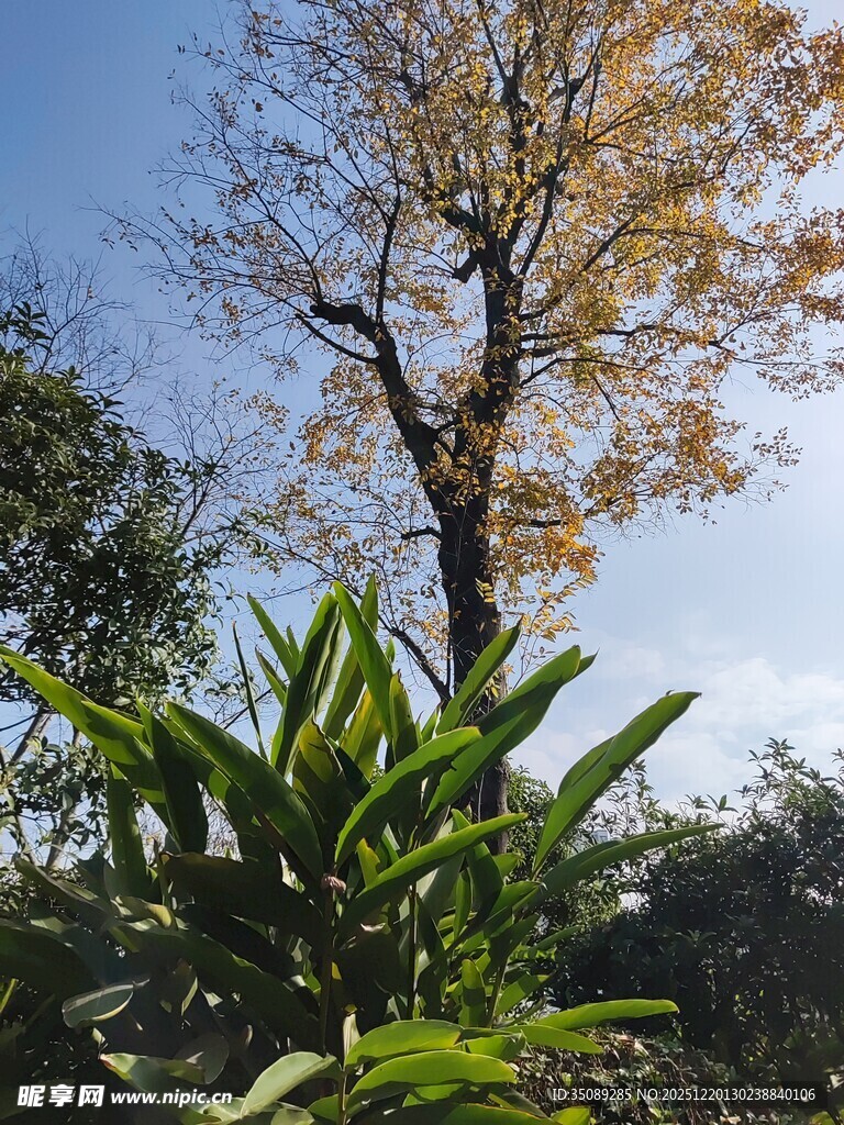 秋日树木与翠绿植物景观