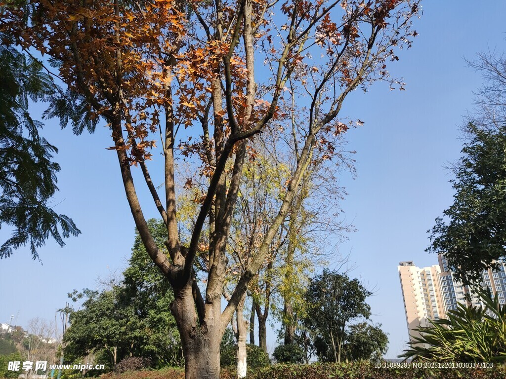 秋日公园树木风景图