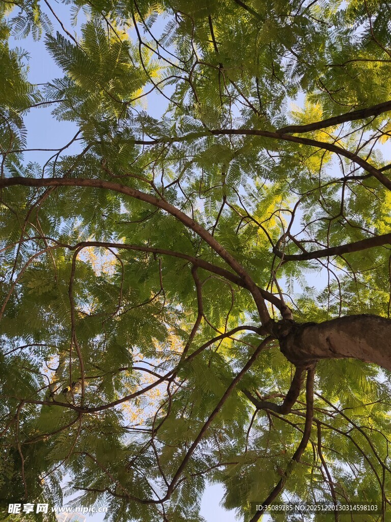 仰视葱郁树枝与蓝天