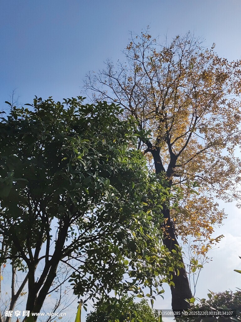 阳光下的绿树与黄叶树