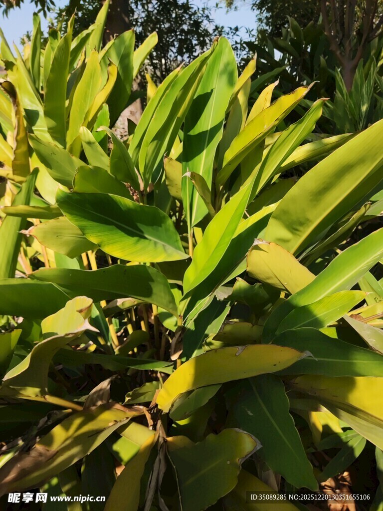 翠绿植物叶片特写