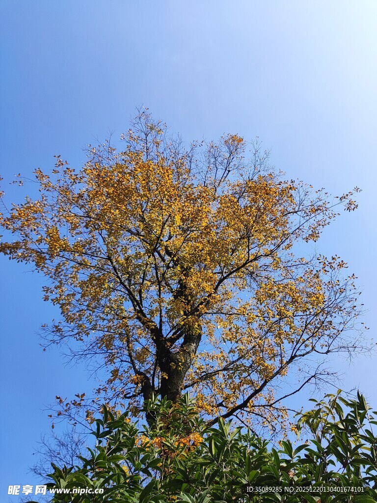 蓝天映衬下的金黄树木