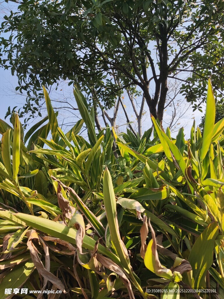 秋日玉米地绿意与枯黄交织