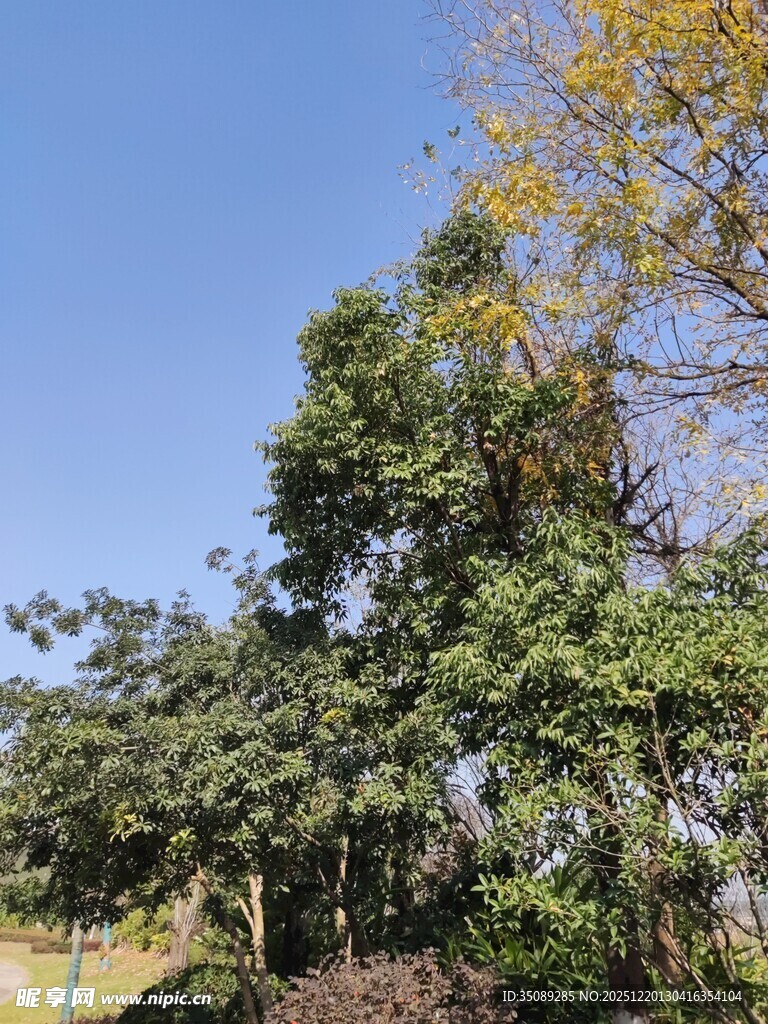 秋日葱郁树木景观