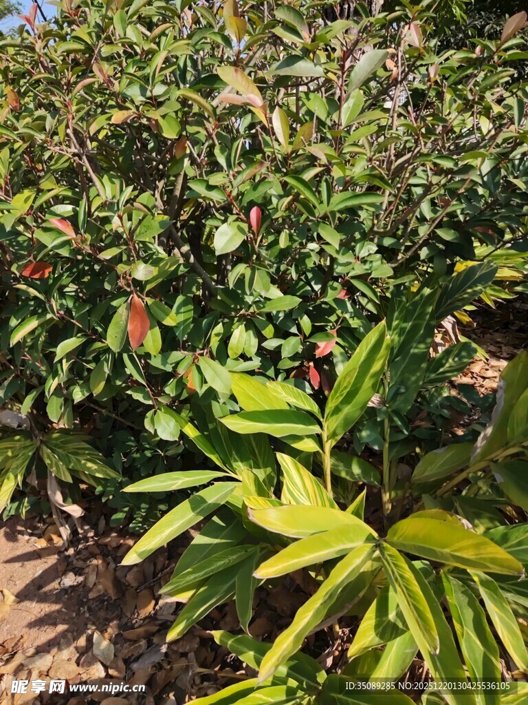 田间绿植生机勃勃